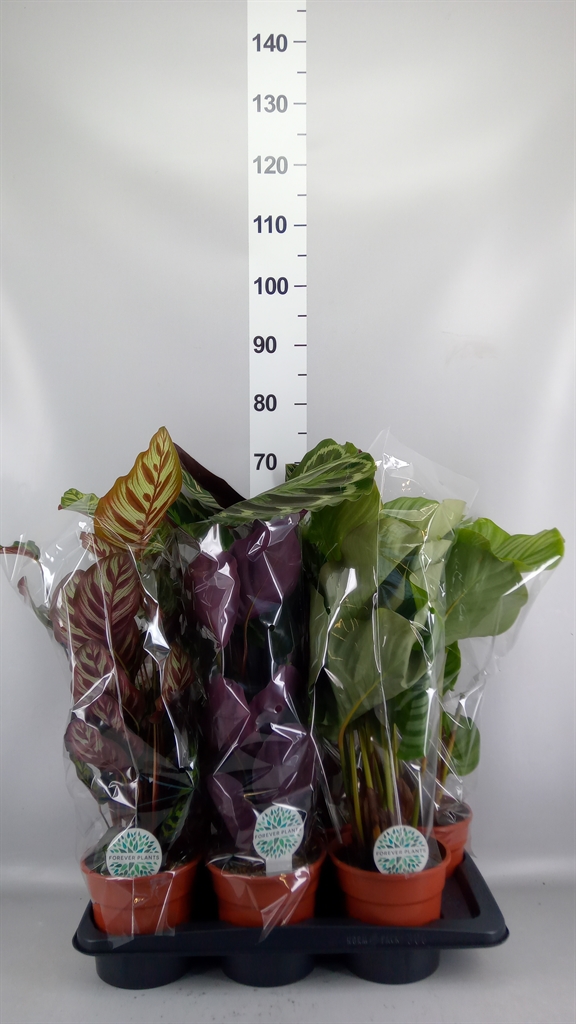 Calathea Mix 17Ø 55cm