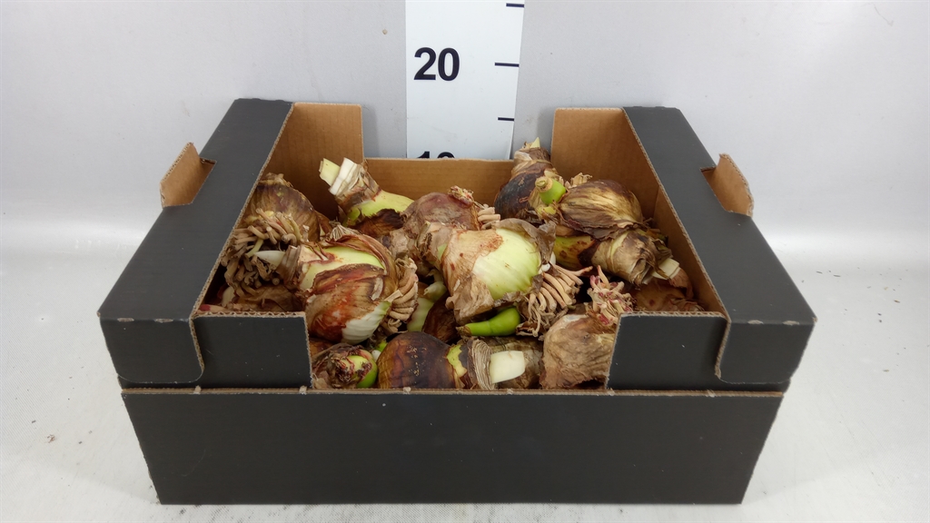 Flower Bulb Hippeastrum