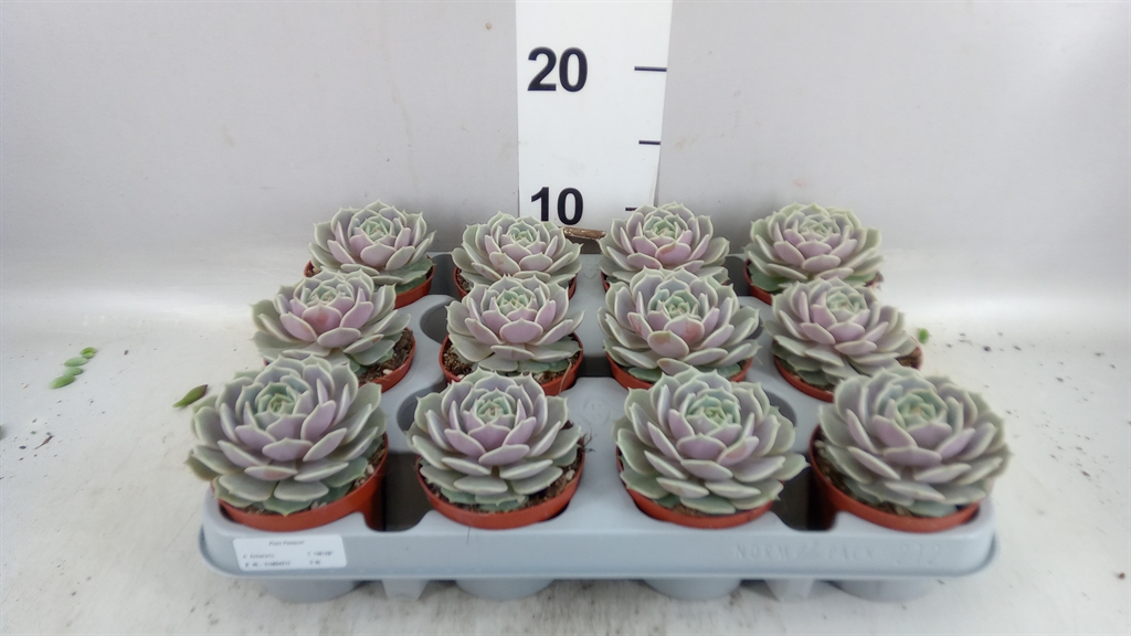Echeveria Grey Prince 508Ø 10cm