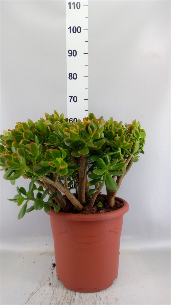 Crassula Sunset 32Ø 60cm
