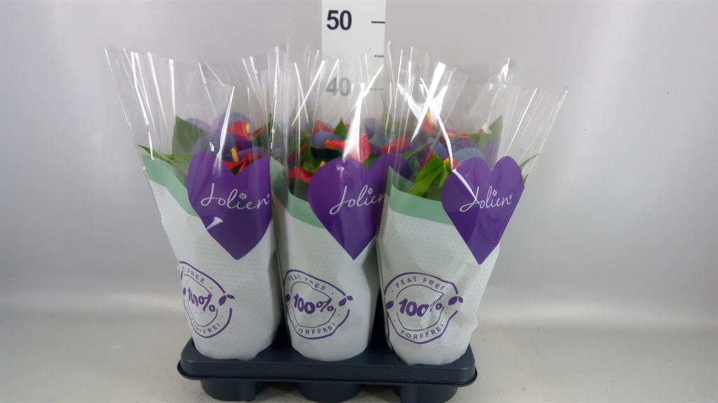 Anthurium Bambino Red 12Ø 40cm