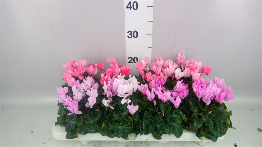 Cyclamen Super Serie Crayon 10Ø 20cm
