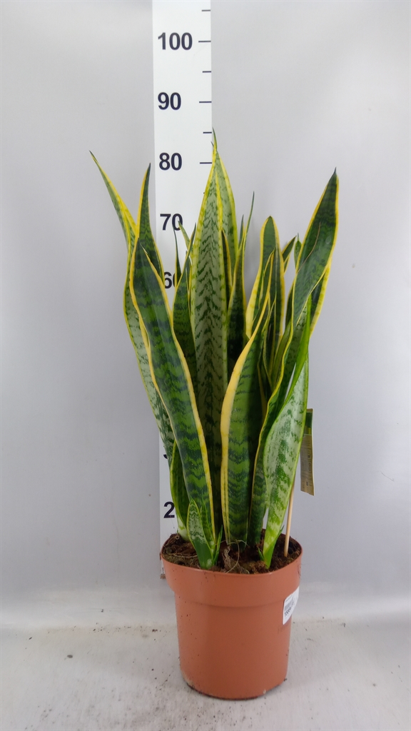 Sansevieria Laurentii 21Ø 75cm