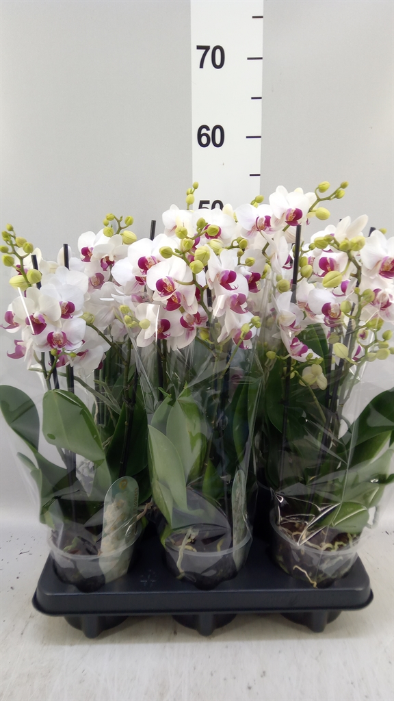 Phal Mf F Safe Haven 12Ø 47cm