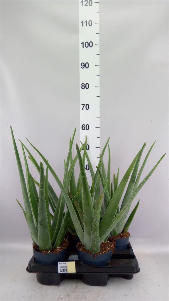 Aloe Vera 14Ø 58cm