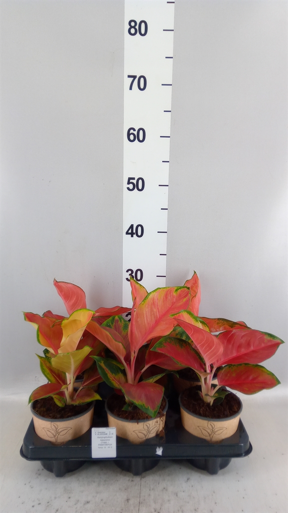 Aglao Overig 12Ø 30cm