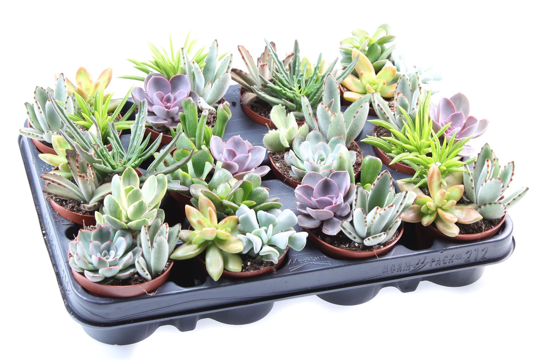 Succulenten Overig 508Ø