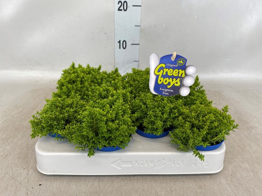 Hebe Emerald Grem 6Ø 10cm