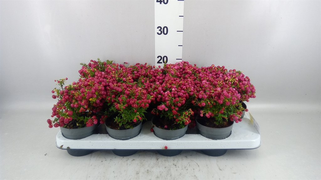 Gaultheria Red Berry 10Ø 20cm