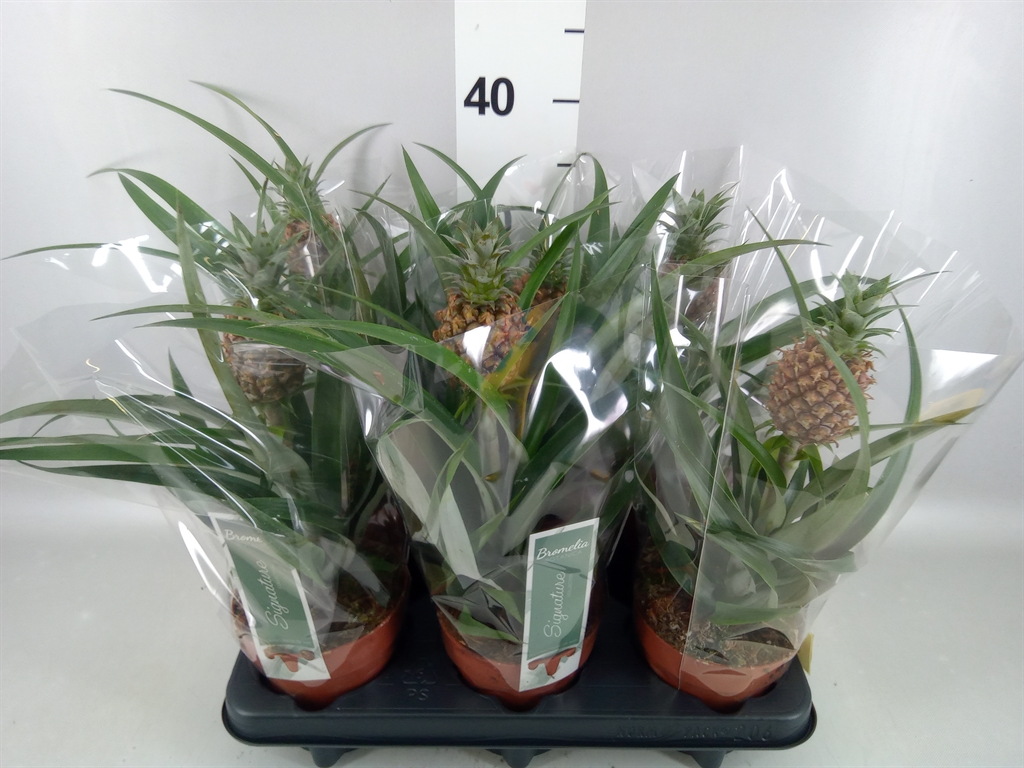 Ananas Rosita 12Ø 35cm