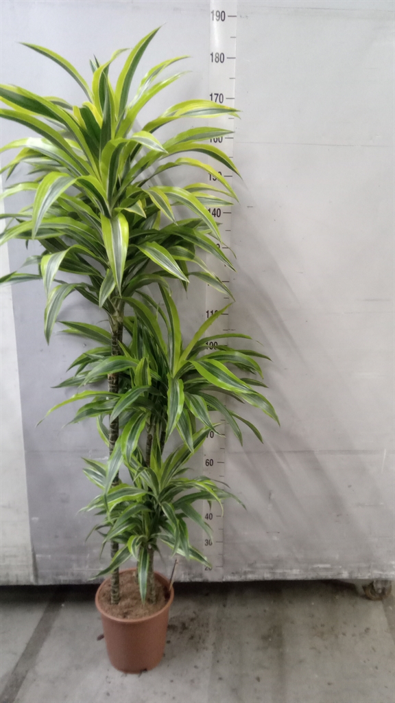 Dra De Lemon Lime 24Ø 160cm