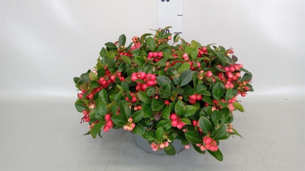 Gaultheria Procumbens 23Ø 25cm