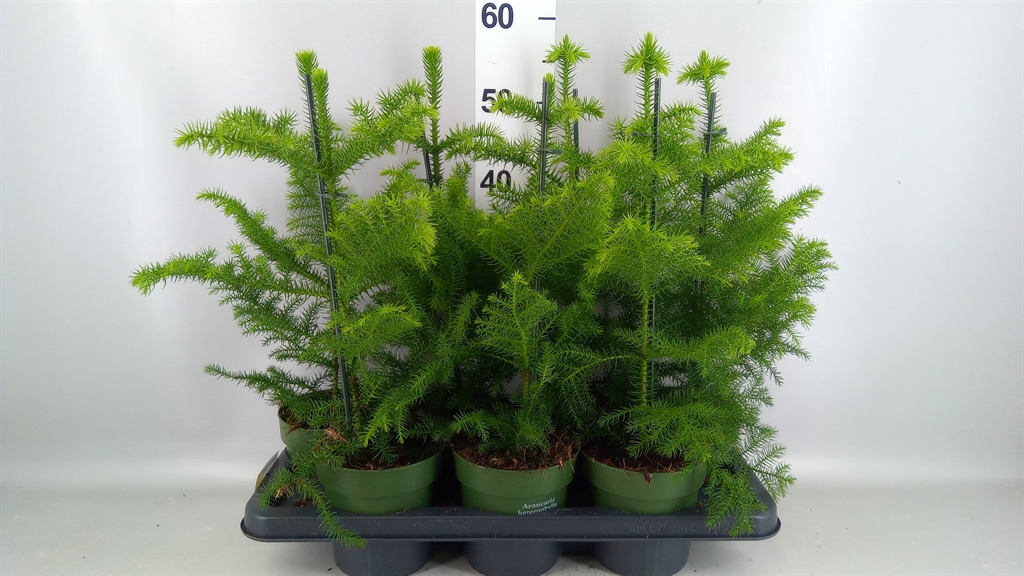 Araucaria Heterophylla 14Ø 38cm