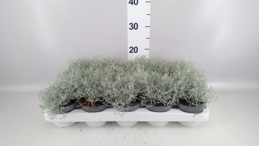 Leucophyta Brownii 10Ø 22cm