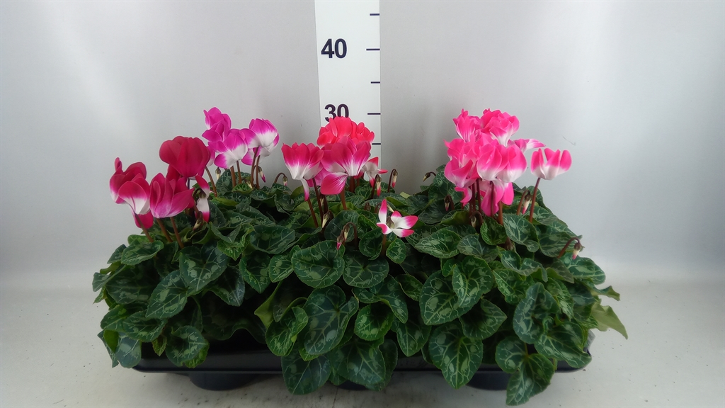 Cycl Md Indiaka 13Ø 30cm