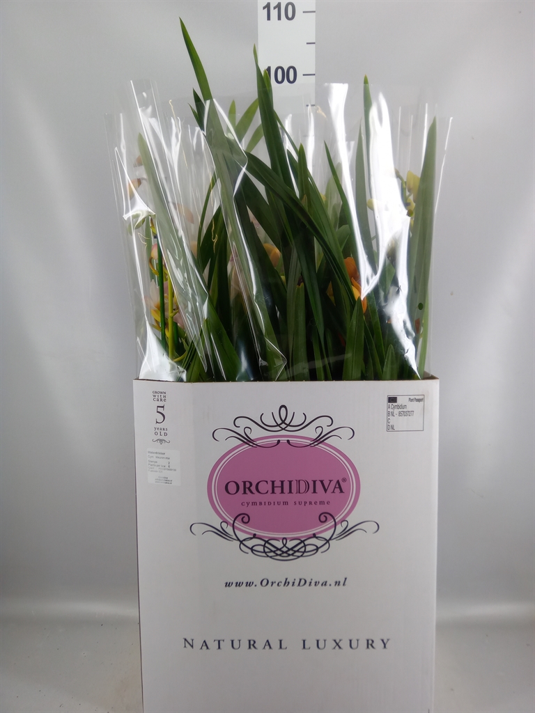 Cymbidium Mixed 14Ø 70cm 2st
