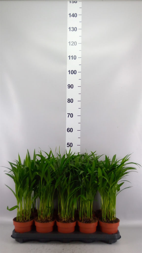 Dypsis Lutescens 12Ø 40cm