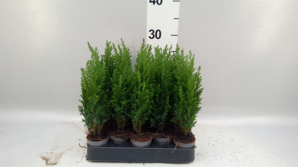 Cham L Ellwoodii 505Ø 25cm