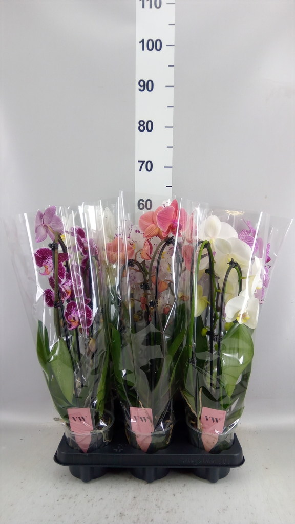Phalaenopsis Mix 12Ø 50cm 2st