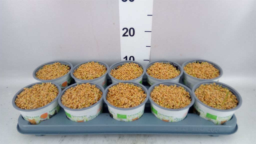 Hordeum Kitty Grass 12Ø 10cm