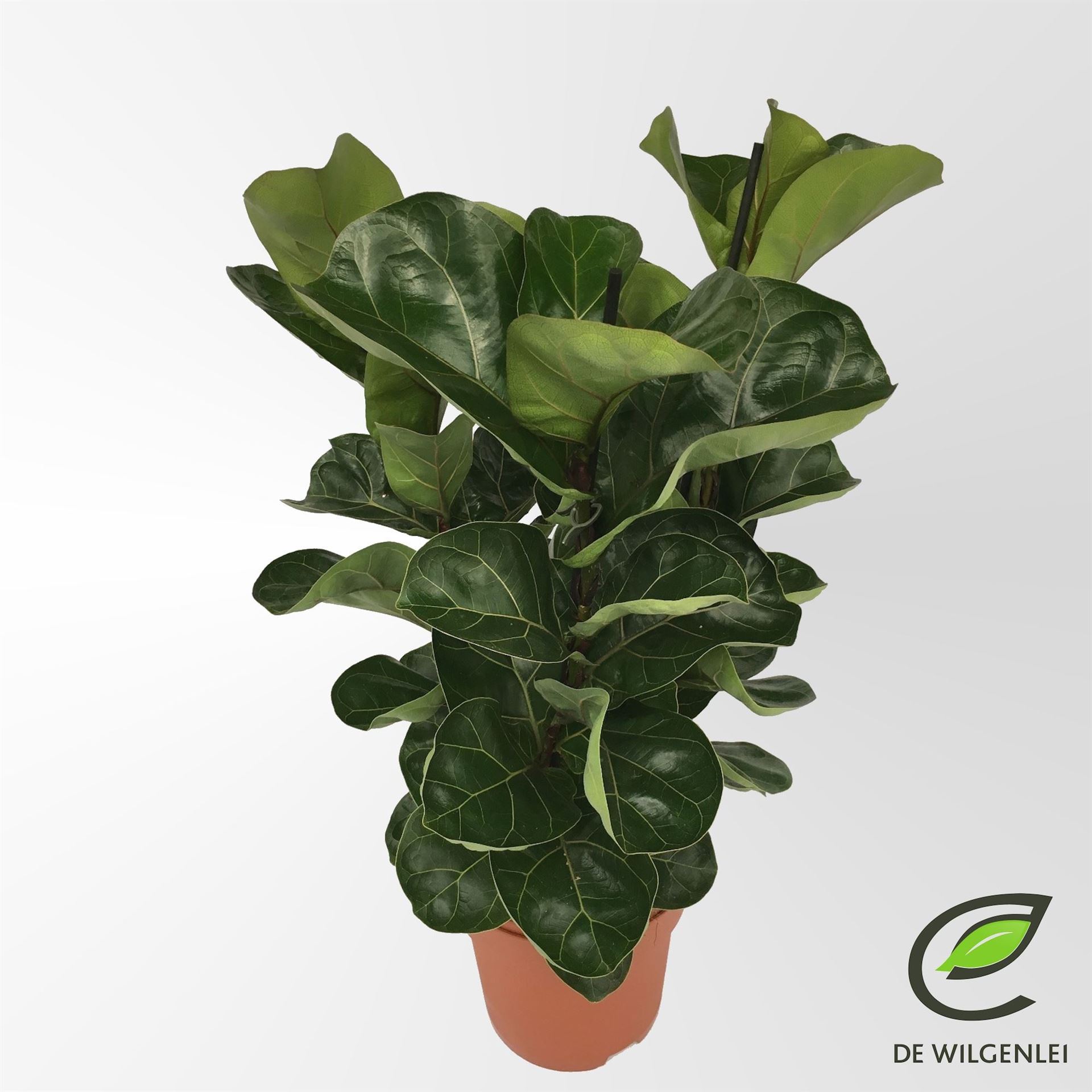 Ficus Lyrata Bambino 21Ø 65cm
