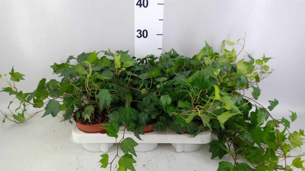 Hedera Helix Green Ripple 13Ø 30cm