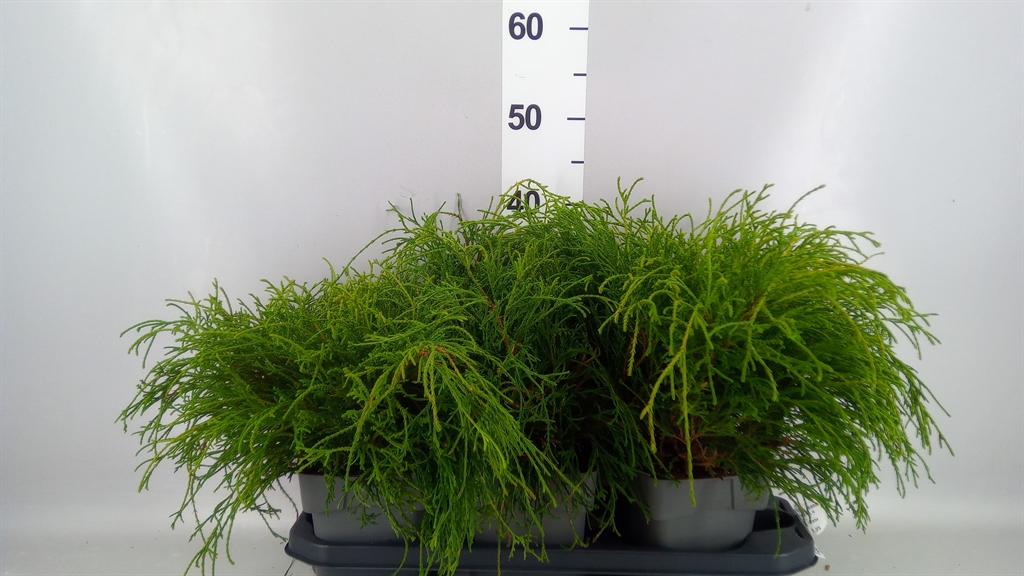 Chamaecyparis Filifera Nana 17Ø 20cm