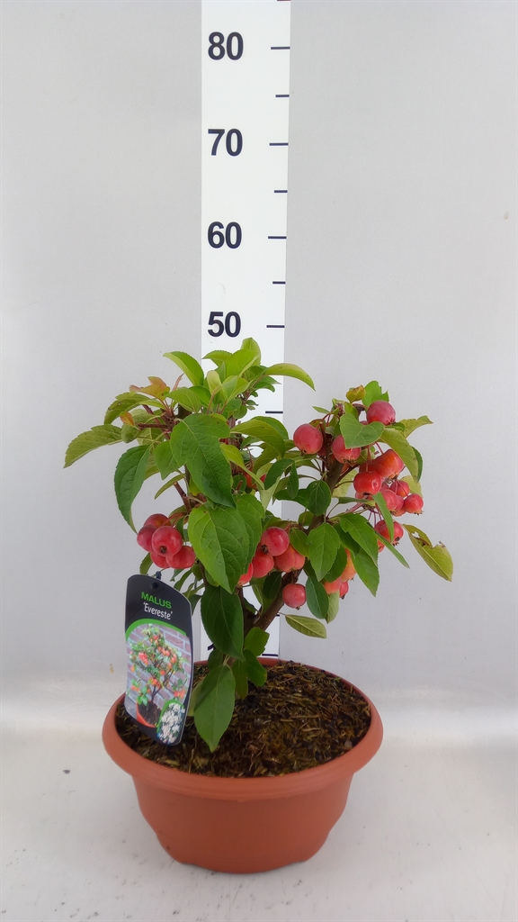 Malus Evereste 25Ø 50cm