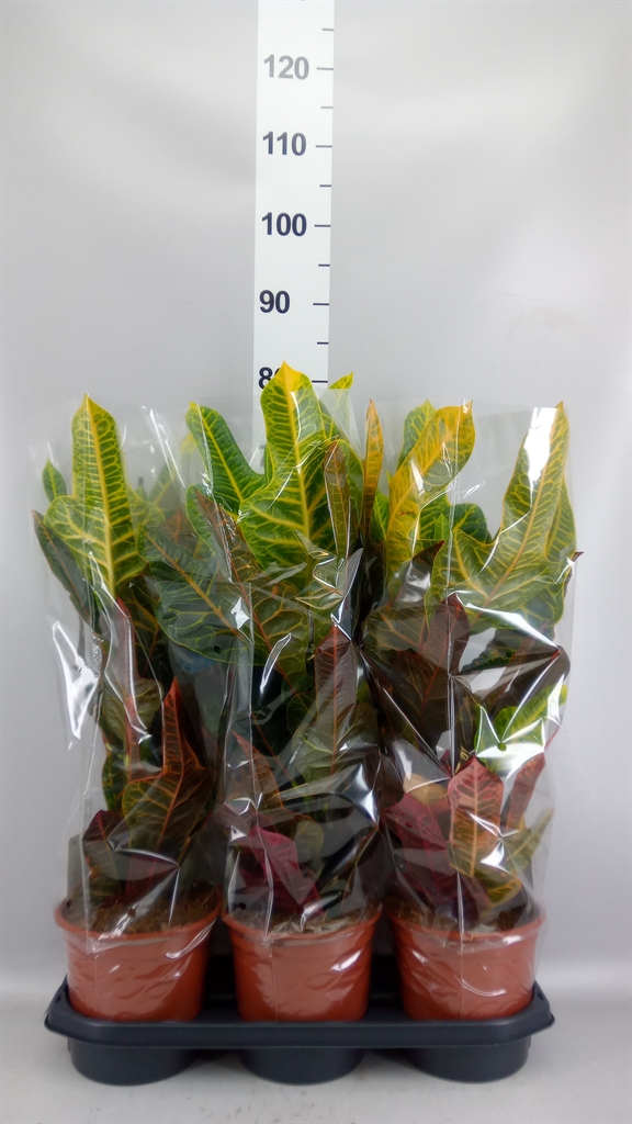 Codiaeum Big Leaf Excellent 19Ø 55cm