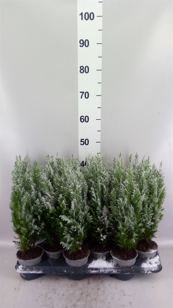Cham L Ellwoodii 11Ø 40cm