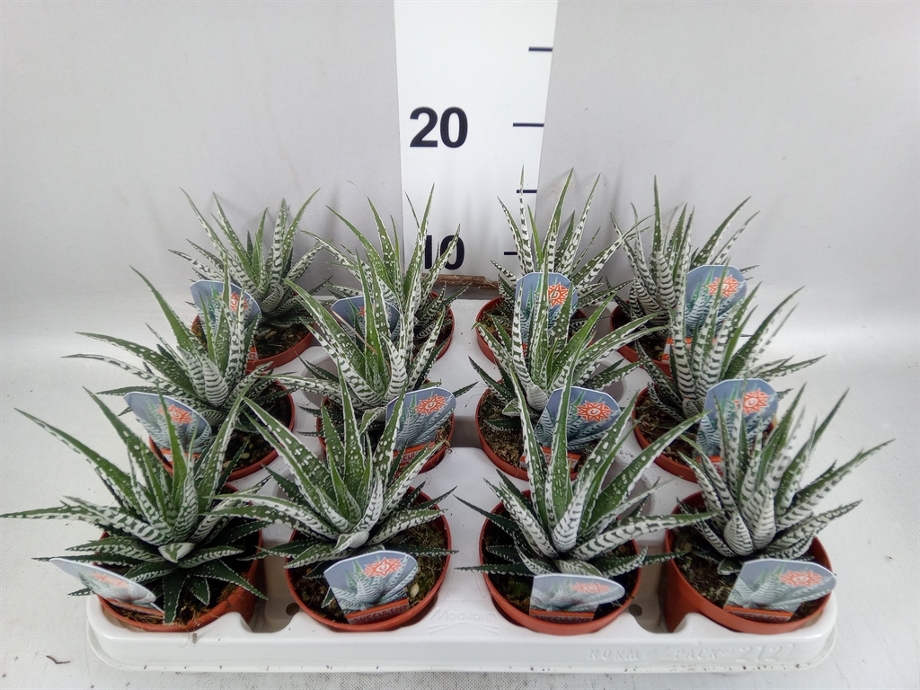 Haworthia Alba 8Ø 14cm