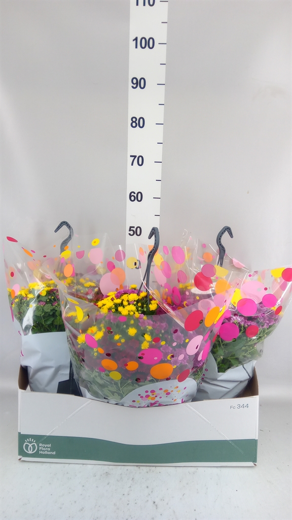 Chrysanthemum Skyfall Mix 23Ø 50cm