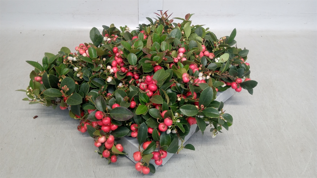 Gaultheria Procumbens 7Ø 10cm