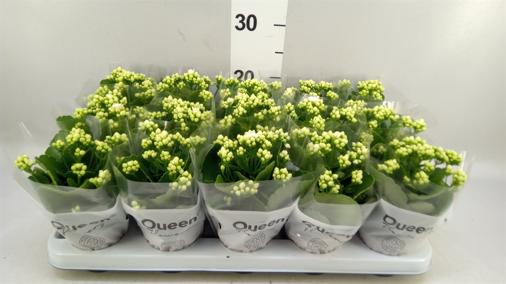 Kalanchoe Double Rose Flowers Sia 9Ø 17cm