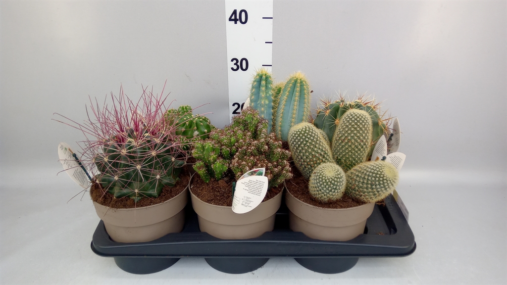 Cactus Mix 17Ø 25cm