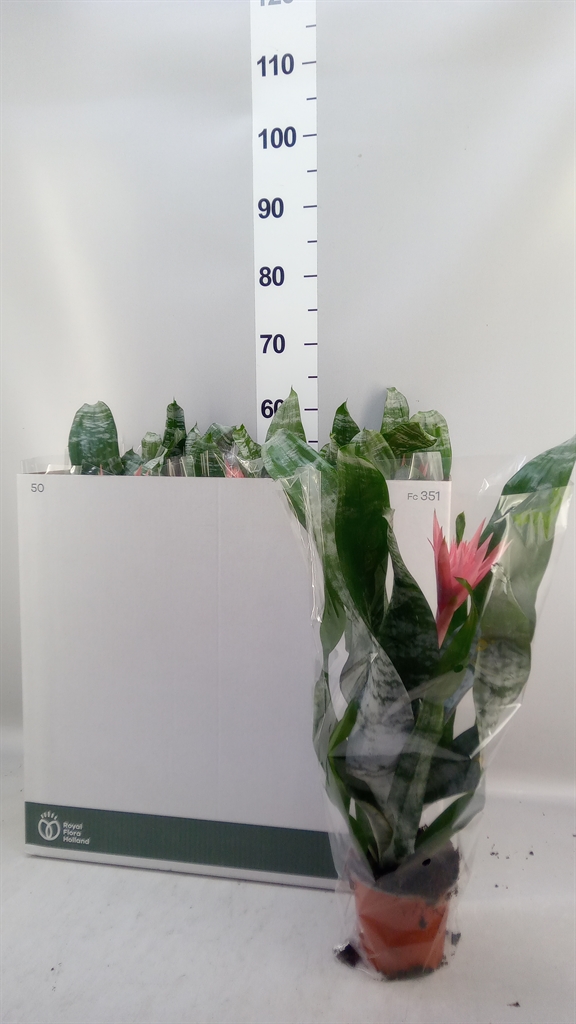 Aechmea Fasciata Primera 12Ø 50cm