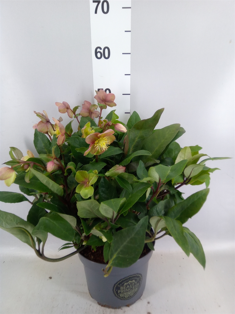 Helleborus Beauty Princess 21Ø 50cm