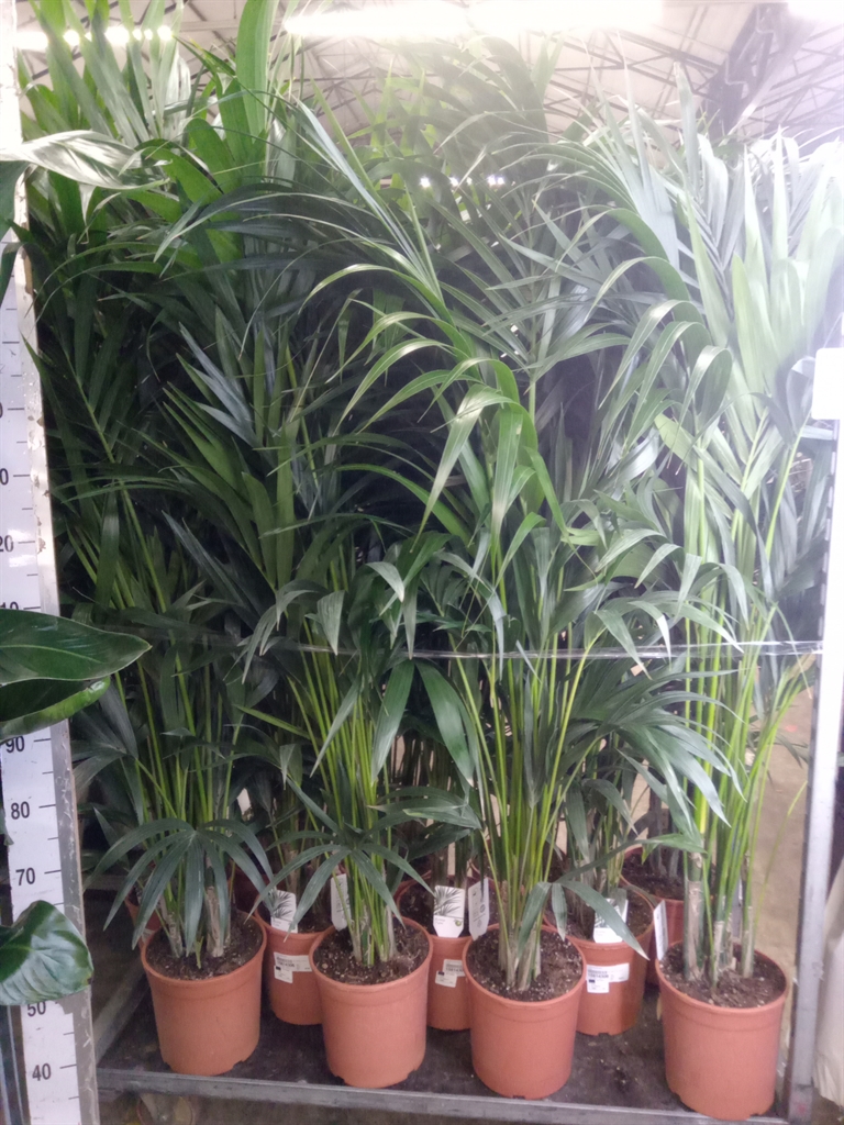 Howea Forsteriana 24Ø 170cm