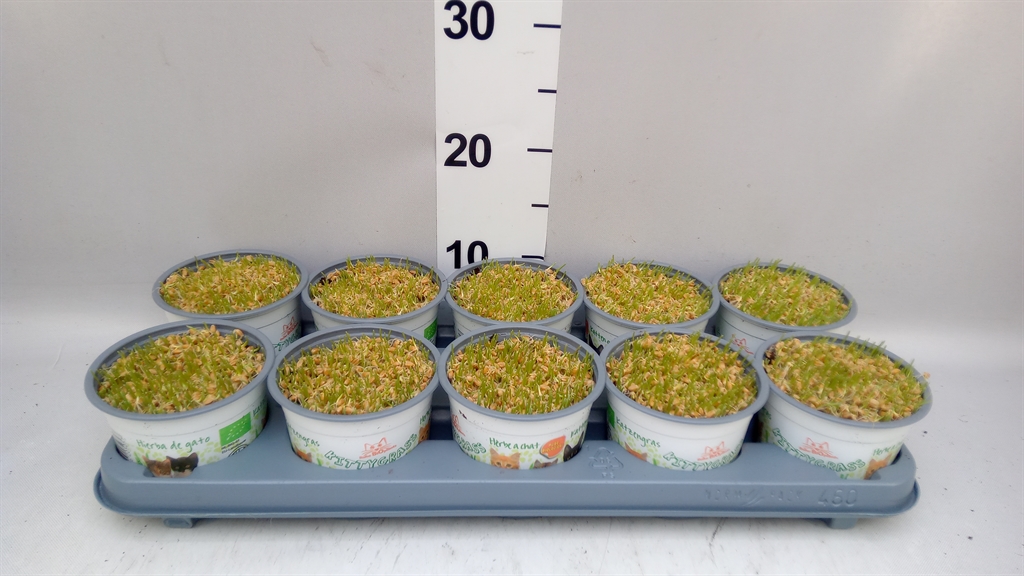 Hordeum Kitty Grass 12Ø 10cm