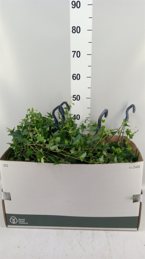 Hedera Helix Shamrock 19Ø 50cm