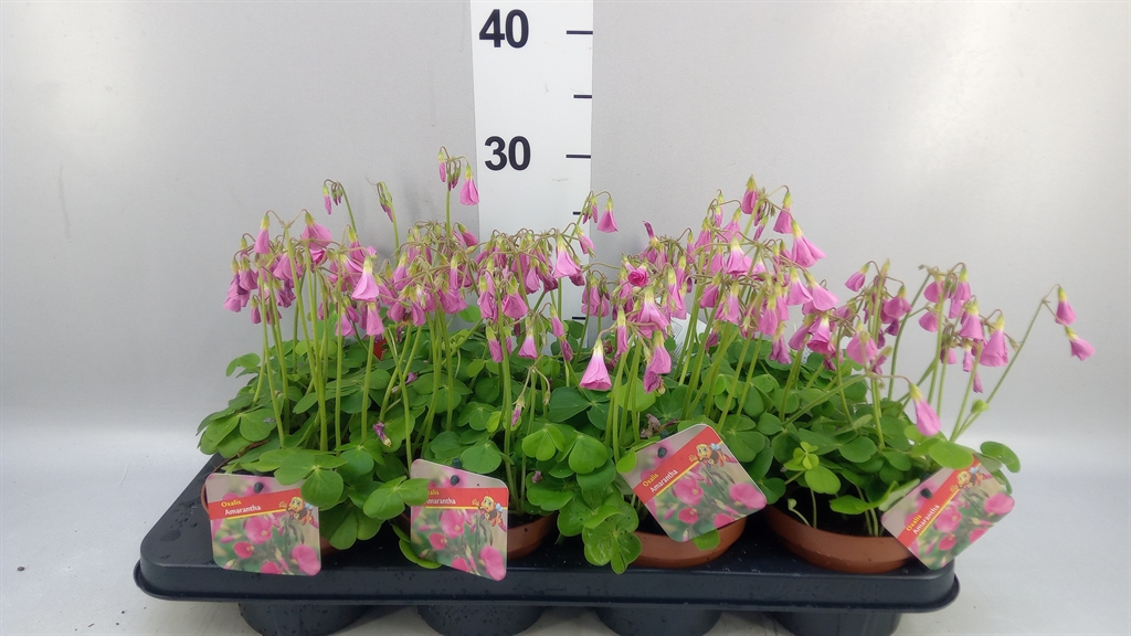 Oxalis Amarantha 13Ø 20cm