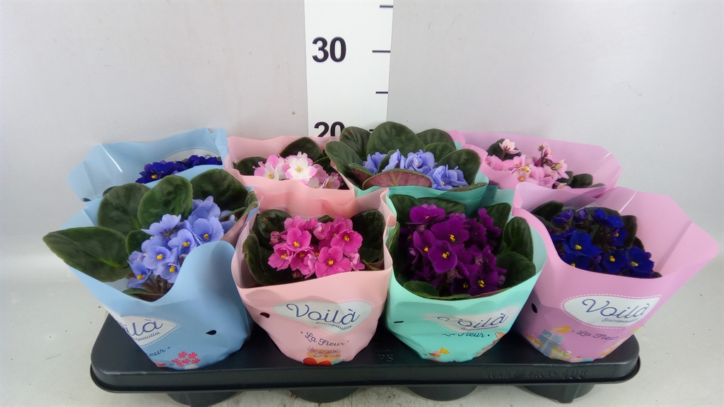 Saintp Gemengd 12Ø 20cm