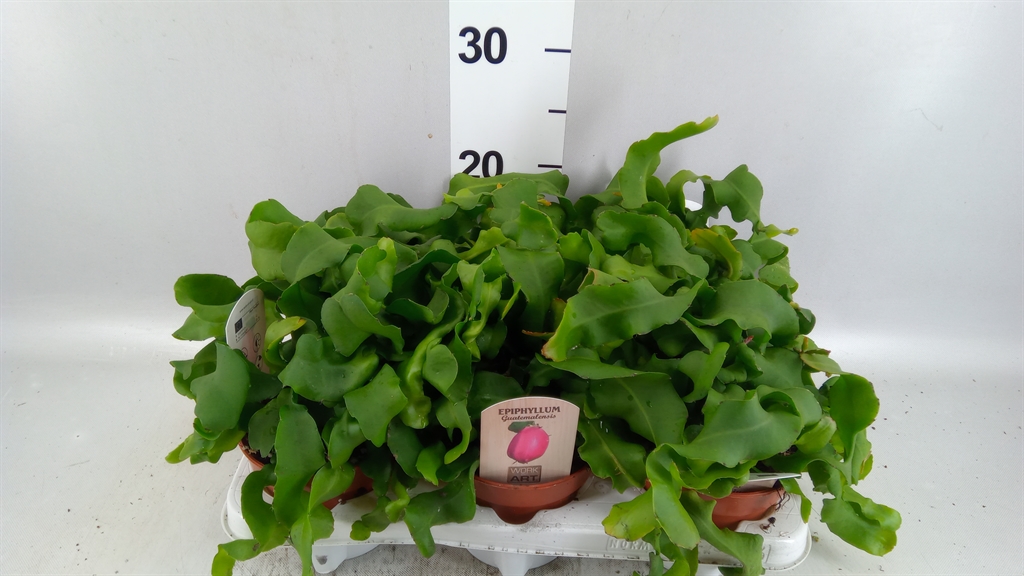 Epiphyll Guat Monstr 12Ø 20cm