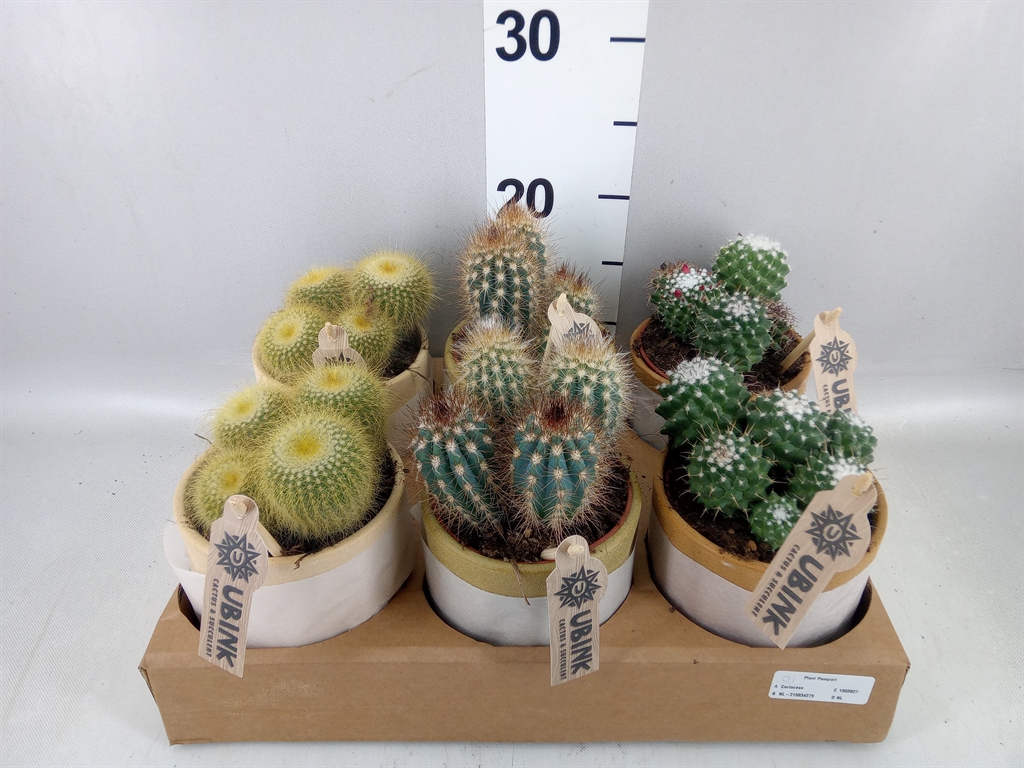 Cactus Mix 10Ø 19cm