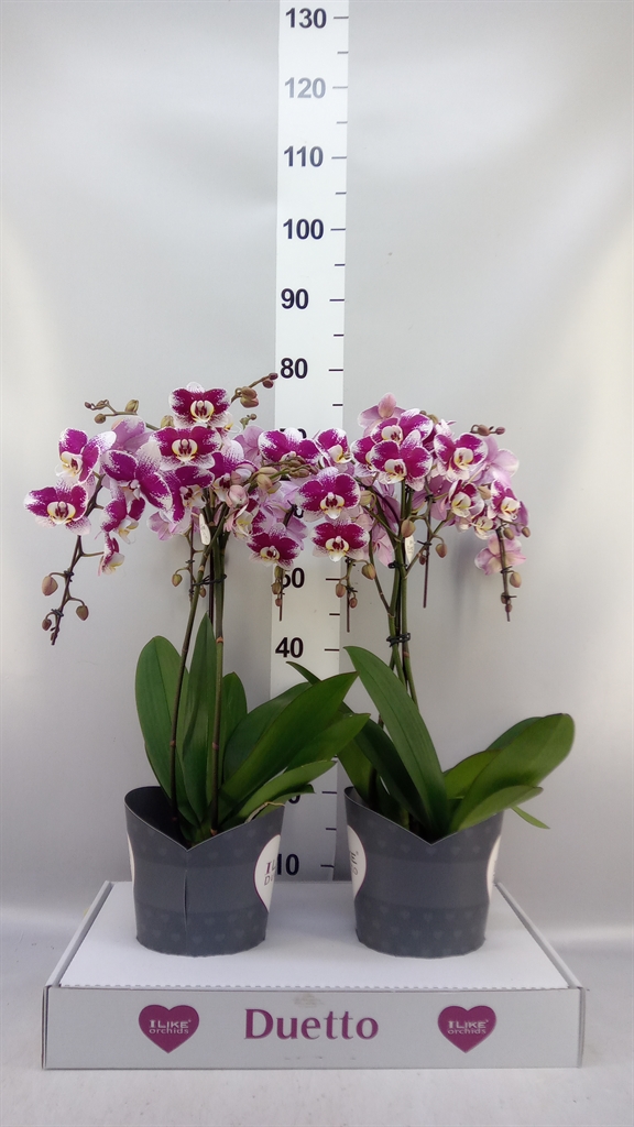 Phal Ov Paars 17Ø 60cm