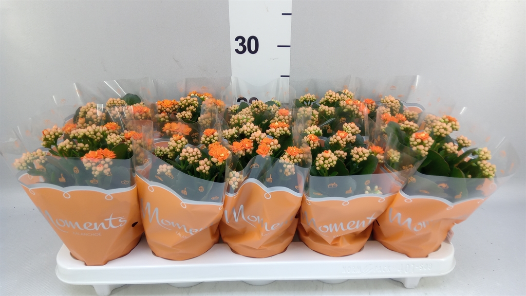 Kalanchoe Double Sumo Orange 10Ø 23cm
