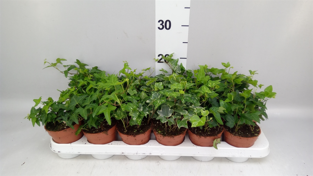 Hedera Helix Mix 9Ø 5cm