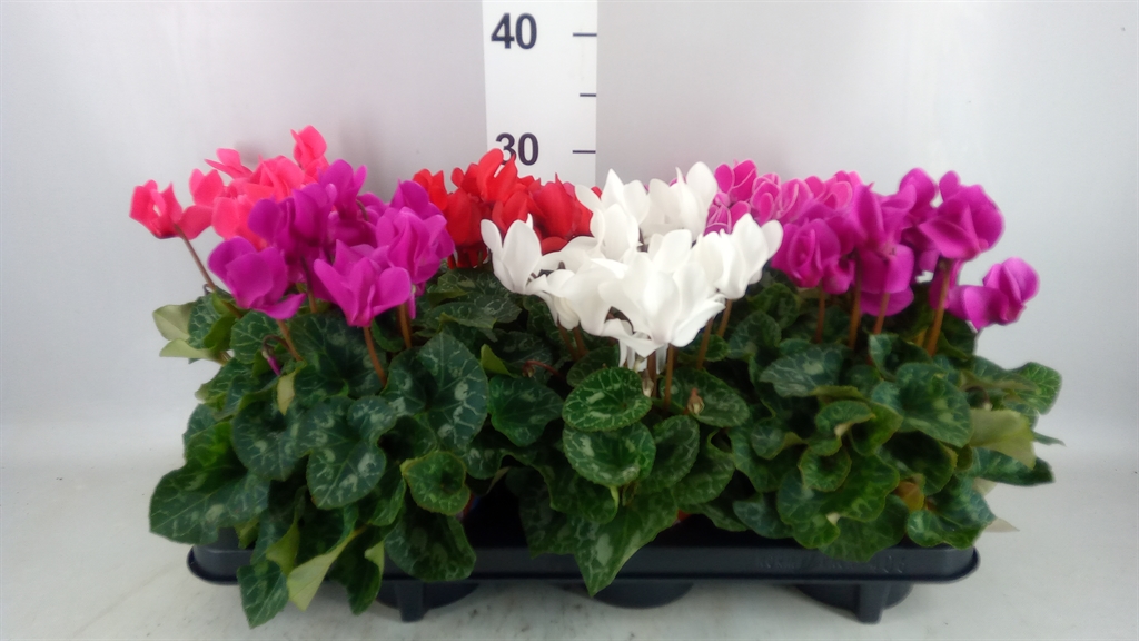 Cyclamen Midi Super Serie Macro 12Ø 30cm