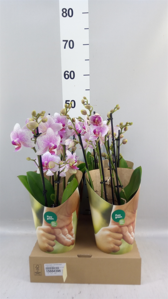 Phalaenopsis Anthura Rotterdam 12Ø 50cm 4st