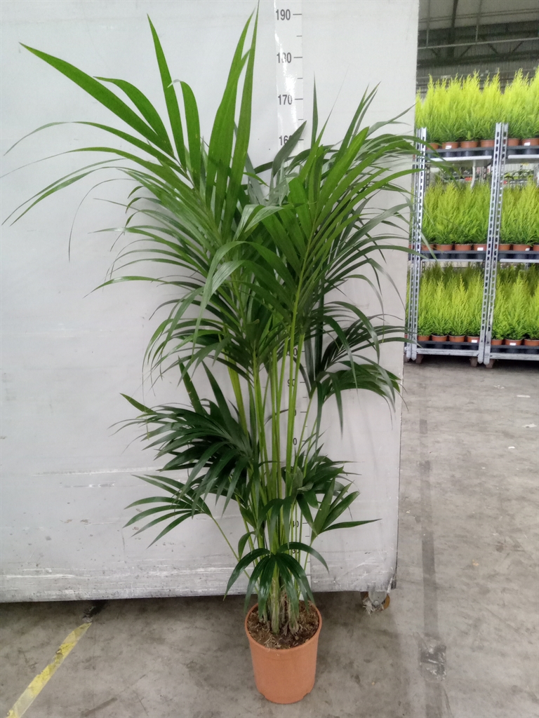 Howea Forsteriana 24Ø 170cm
